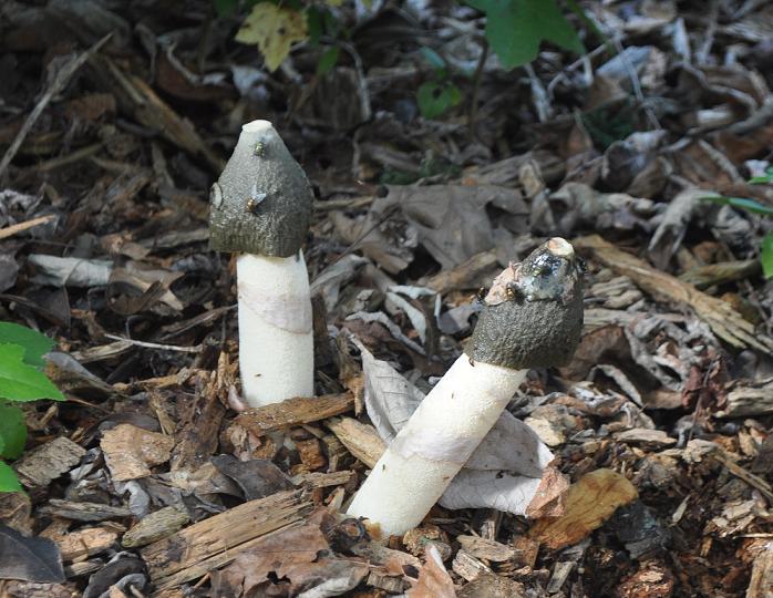 Naptime Diy Kill Stinkhorn Mushrooms Daddy Mojo