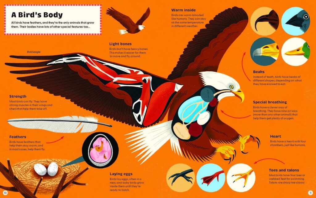 What Makes A Bird? is effortlessly enjoyable STEM on the ancestors of dinosaurs and their habitats and characteristics today.